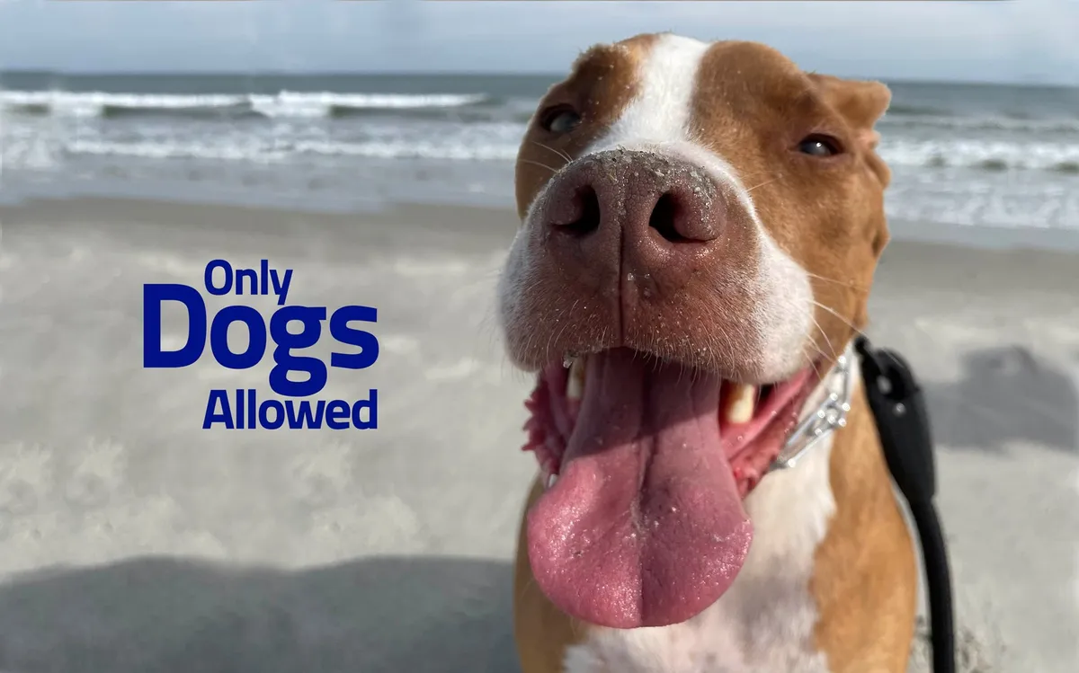 A joyful dog’s face in the foreground with a wide stretch of beach and the ocean behind captures the pet-friendly atmosphere. The open sandy area and gentle waves invite both humans and pets to roam, play, and relax.